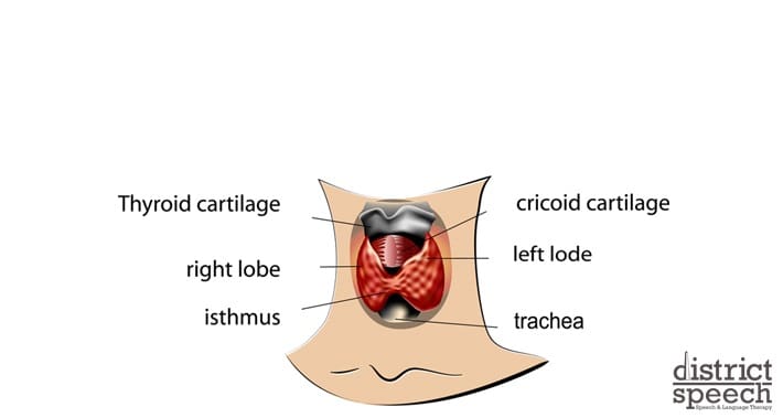The Parts Of Your Larynx | District Speech & Language Therapy | Washington D.C. & Arlington VA